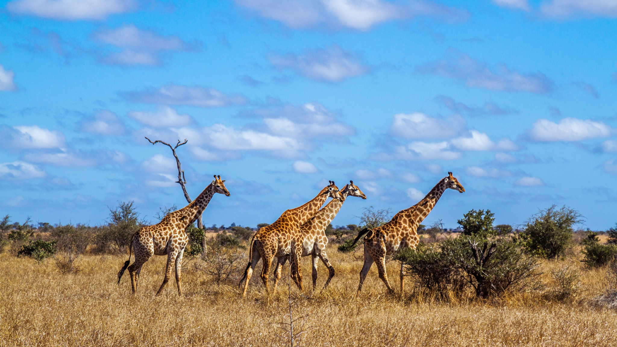 Safari landscape with giraffes